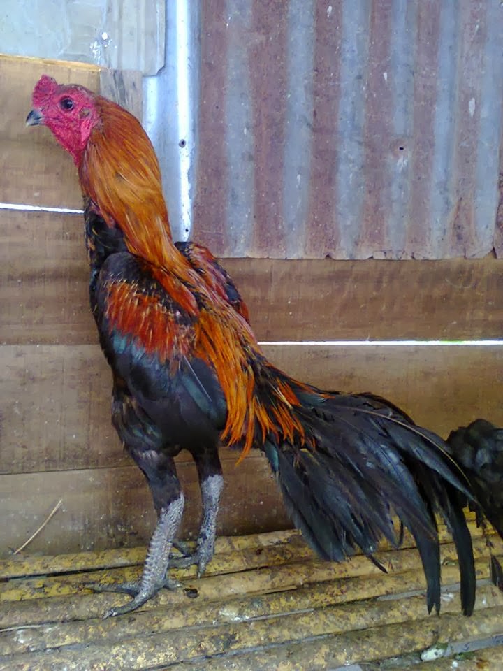 Ayam Siam / Ayam Sabung: Ayam Siam Batang Kaki - Si Jalak