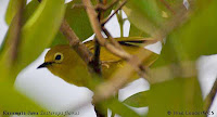 Foto dan gambar Burung Pleci Kacamata Jawa, Zosterops flavus