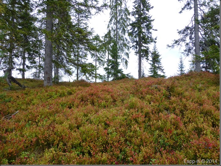 Råsjøen 058