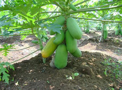 Pepaya California atau Calina merupakan salah satu dari sekian banyak jenis Cara Unik Menanam Buah Pepaya CaliforniaBerbuah Lebat dan Bebas Hama Penyakit