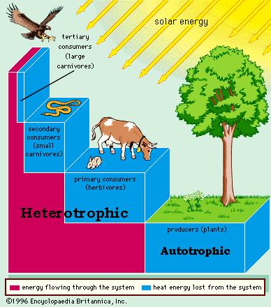 grassland food chain. rainforest food chain diagram.