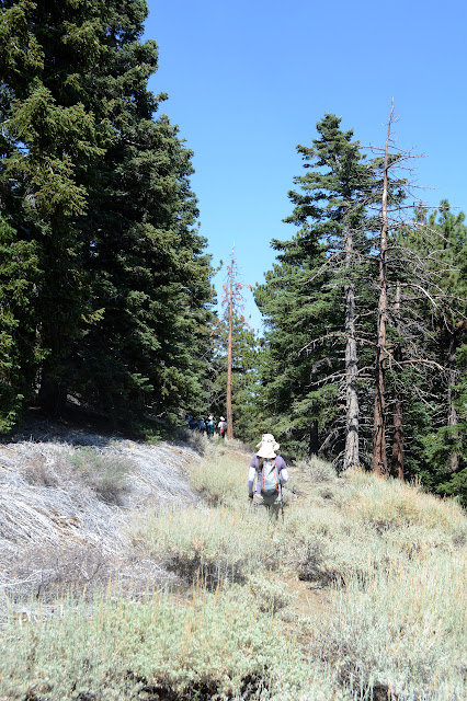 faint road covered in sage brush through big trees