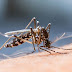 Confirman dos muertes por dengue en la Ciudad