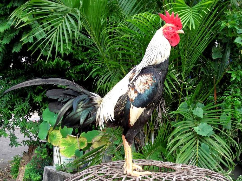 Cara Merawat Ayam Bangkok Aduan Untuk Persiapan Adu/Tarung | Ayam Juara