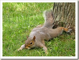 squirrel.jpg