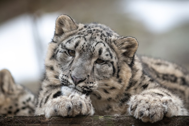 Snow Leopard Cub Looking Curious by Eric Kilby from flickr (CC-SA)