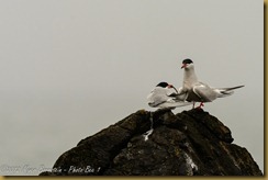 Common Tern Common Tern