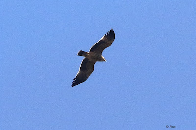 Imperial Eagle Aquila heliaca