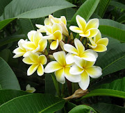 The Fragrant Garden: White flowers (frangipani)