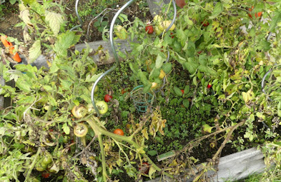 Hochbeet mit Tomaten