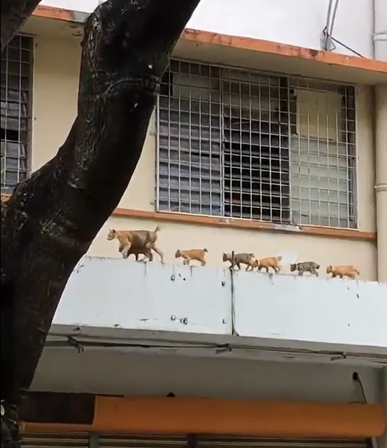 Bobtailed mother cat followed by 6 bobtailed kittens marching on roof