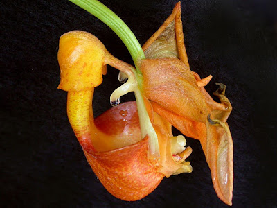 Coryanthes speciosa care and culture