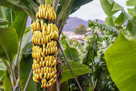 Learn What Happens To The Body When You Eat Bananas, posted on Saturday, 24 June 2023
