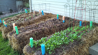 Everything is Planted- the Spinach and Peas are off to a good start.