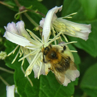 Clematis flower with honey bee