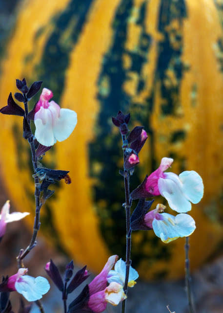 Pumpkin in front of Autumn dried purple grape vines and flowers Lava Cap Winery Apple Hill Placerville California