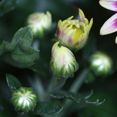 flower buds blog: Chrysanthemum buds