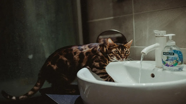 Cat Scared of Water