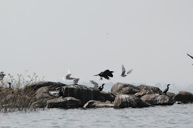 Birds on the rock, KRS backwaters, Mysore