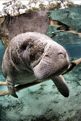 Manatees 