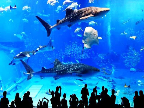 Kuroshio Aquarium