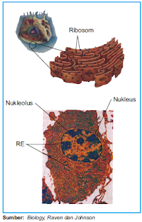 Retikulum Endoplasma