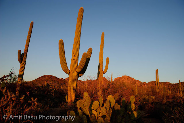 Arizona - Hugging a Cactus in Saguaro National Park