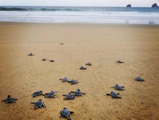 Day 5. Baby turtle release tour and drive to bali Finish tour