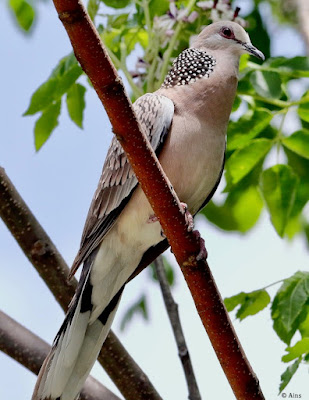 "Spotted Dove - resident, common perched on a branch."