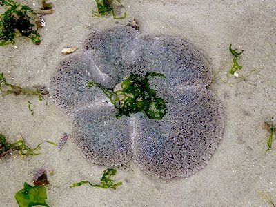 Haddon's Carpet Anemone (Stichodactyla haddoni)