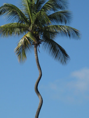 a palm tree with a cork screw looking trunk