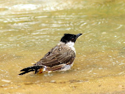 Gambar Burung Kutilang