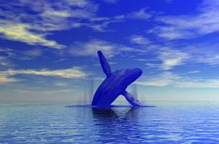 ikan paus biru, mamalia laut, hewan laut menyusui, predator laut, mahkluk laut dalam