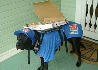 DOG AS DOMINO'S PIZZZA DELIVERY BOY