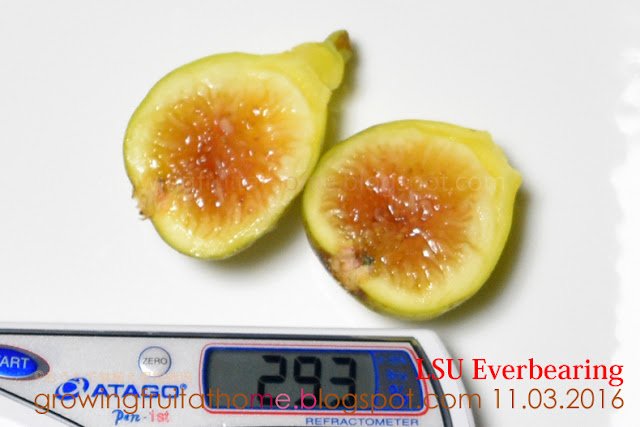 LSU Everbearing Fig Ficus Brix 糖度測定