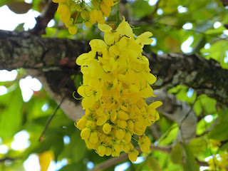 Cytise indien - Cassier à fleurs jaunes - Casse fistuleuse - Cassia fistula