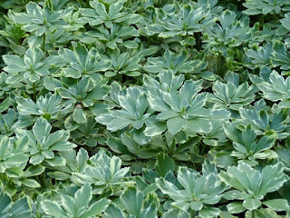 Pachysandra terminalis 'Variegata'