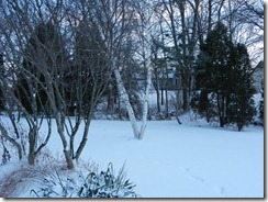 birchsnow