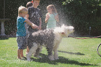 Shannon Hager Photography, Old English Sheepdog, Dog Wash