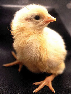 Proses Perkembangan Dari Telur Menjadi Ayam [ www.BlogApaAja.com ]