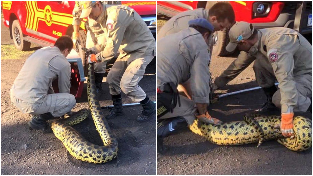 Sucuri gigante é capturada após devorar cachorro