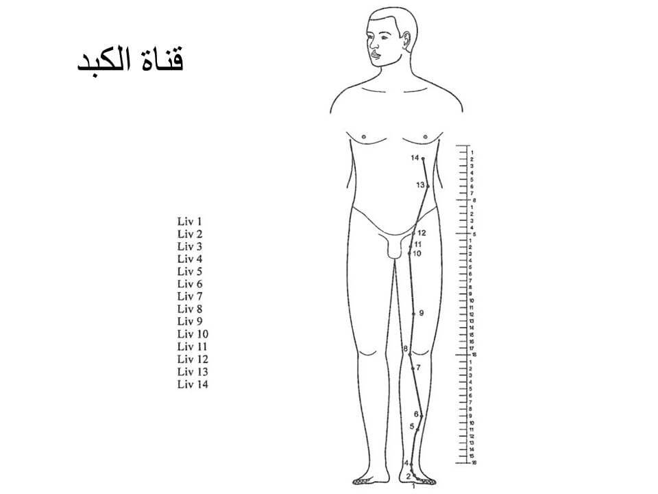 مسار الكبد السعودية, الرياض , السوجوك ويكيبيديا, السوجوك pdf, السوجوك للتنحيف, ماهو علم السوجوك وماذا يفيد, ادوات السوجوك, السوجوك القدم, دورة السوجوك علم السوجوك للسكري