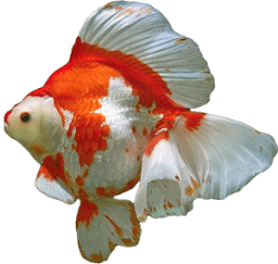 Jenis ikan hias air tawar goldfish type