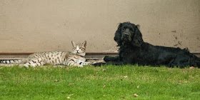 Foto-foto seekor anak kucing dan seekor anak anjing spaniel yang tumbuh bersama 03