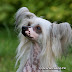 Chinese Crested Dog - KuKi -