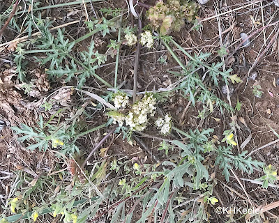 salt and pepper Lomatium orientale