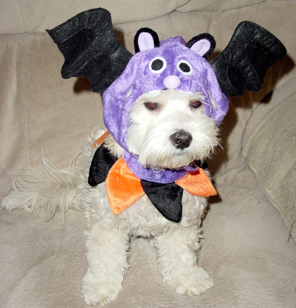  Dog  Halloween  Costumes  Dog  Pictures