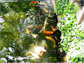 Peces Koi del Jardín Japonés de Fort Worth