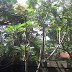 Jual Pohon Kamboja Hias