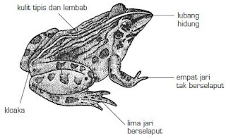 Contoh Ciri Jenis Hewan Bertulang  Belakang  Vertebrata 